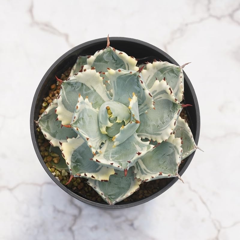 Amazon.co.jp: アガベ・カブトガニ錦 4.5号鉢 : DIY・工具・ガーデン